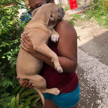 American Bully Puppies 
