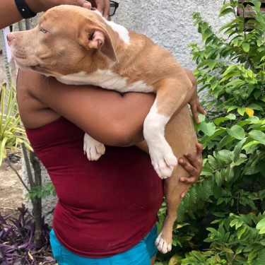 American Bully Puppies 