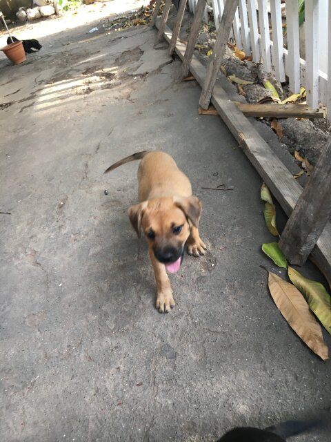GSD X Pit Pull Pups 1 Vaccine Given