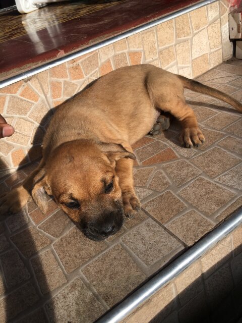 GSD X Pit Pull Pups 1 Vaccine Given