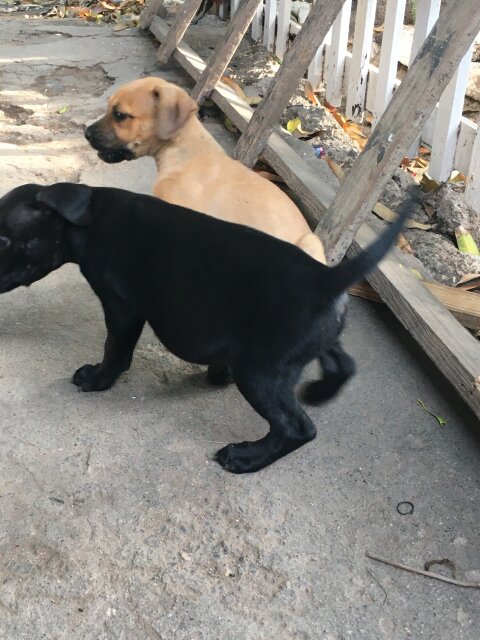 GSD X Pit Pull Pups 1 Vaccine Given