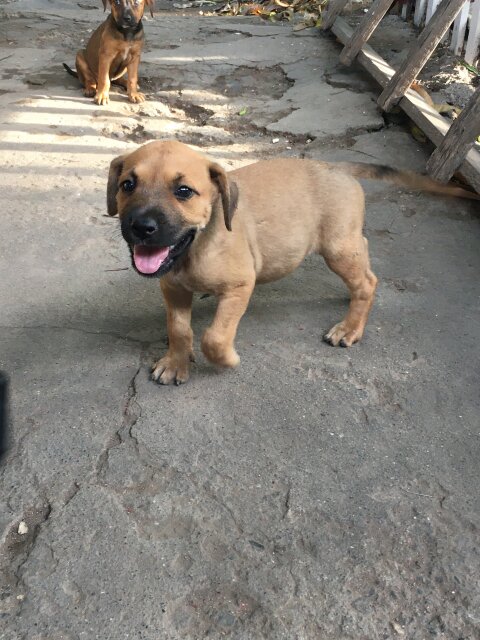 GSD X Pit Pull Pups 1 Vaccine Given