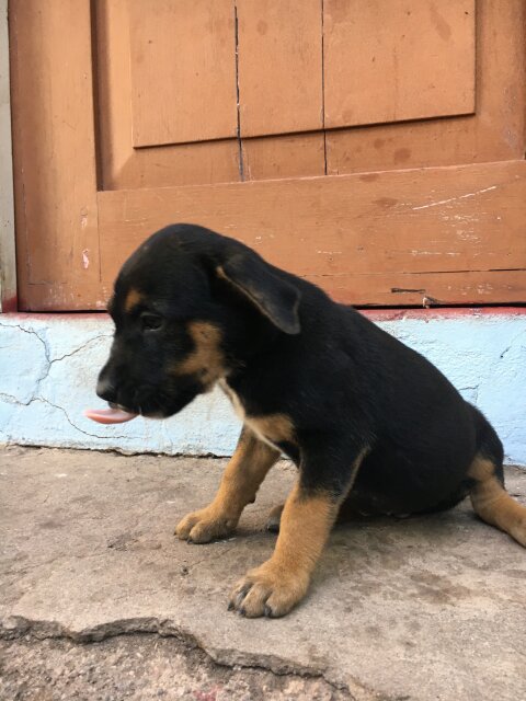 GSD X Pit Pull Pups 1 Vaccine Given