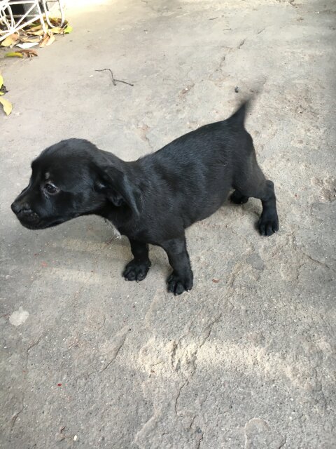 GSD X Pit Pull Pups 1 Vaccine Given