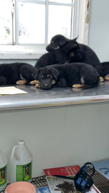 German Shepherd Puppies 