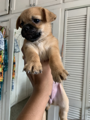 Chihuahua Mix Puppies 