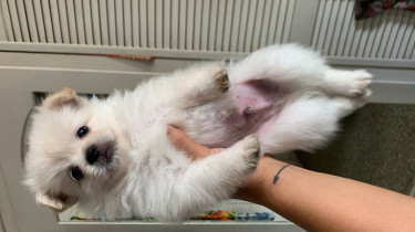 Chihuahua Mix Puppies 