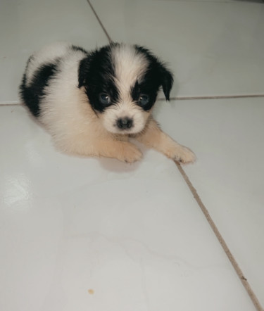 Toy (small Breed) Pomeranian Mix Puppies 
