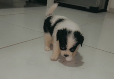 Toy (small Breed) Pomeranian Mix Puppies 