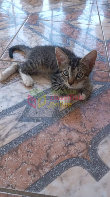 Free Male Kitten 10 Weeks Old