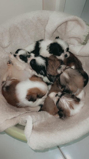 Toy Pomeranian Shipoo Mix 