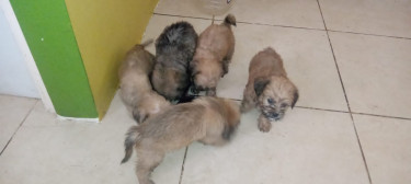 Male Shi Tzu Pomeranian Mix Pups