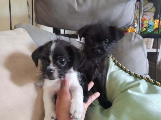 Shihtzu/Chihuahua/Pom  2nd Vaccine Given