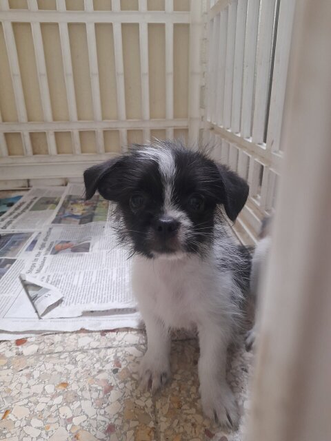 Shihtzu/Chihuahua/Pom  2nd Vaccine Given