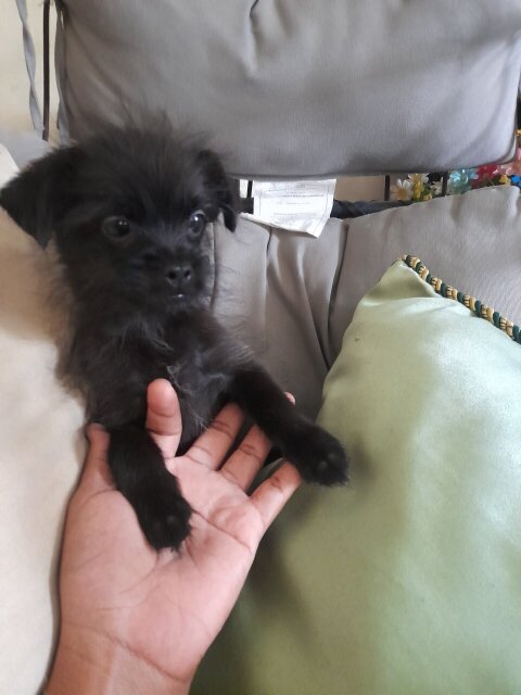 Shihtzu/Chihuahua/Pom  2nd Vaccine Given