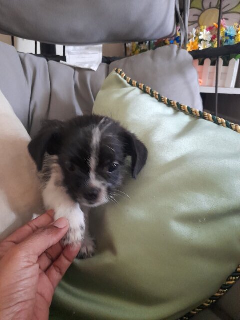 Shihtzu/Chihuahua/Pom  2nd Vaccine Given