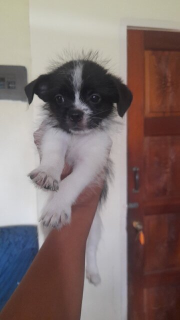 Shihtzu/Chihuahua/Pom  2nd Vaccine Given