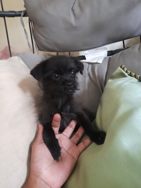 Shihtzu/Chihuahua/Pom  2nd Vaccine Given