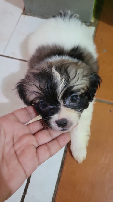 Beautiful Puppy 