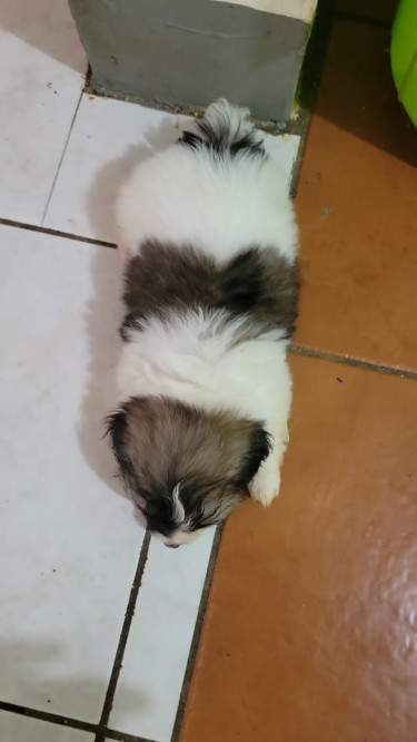 Beautiful Puppy 