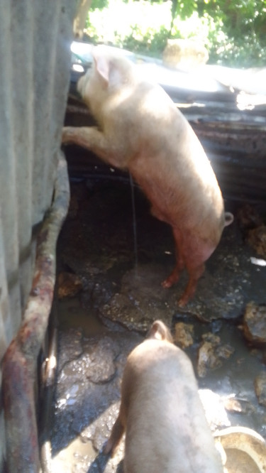 Pigs For Sale