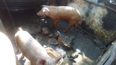 Pigs For Sale