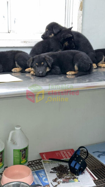 German Sheperd Puppies