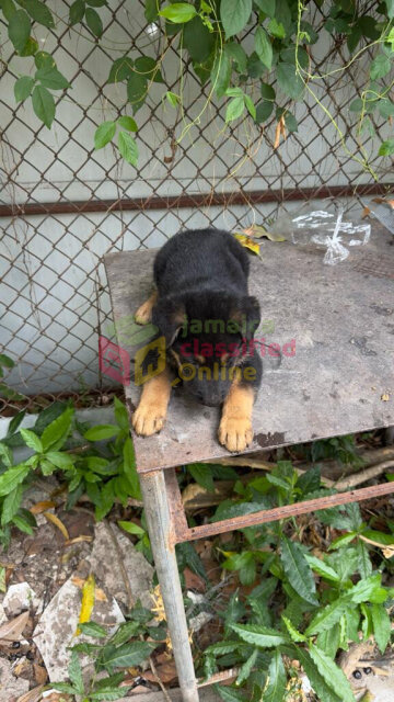 German Sheperd Puppies