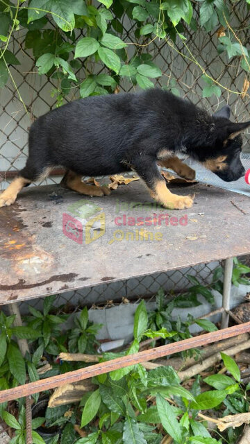 German Sheperd Puppies