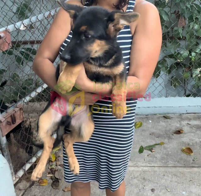 German Sheperd Puppies