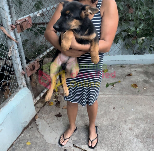 German Sheperd Puppies