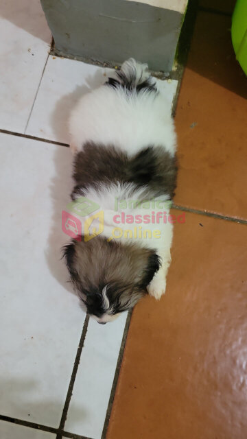 Pomeranian Corgi Mix (Male)