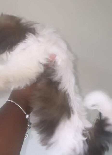 2 Shitzu Puppies For Sale 8 Weeks Old