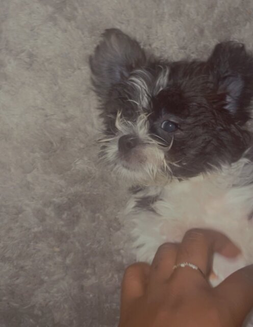 2 Shitzu Puppies For Sale 8 Weeks Old