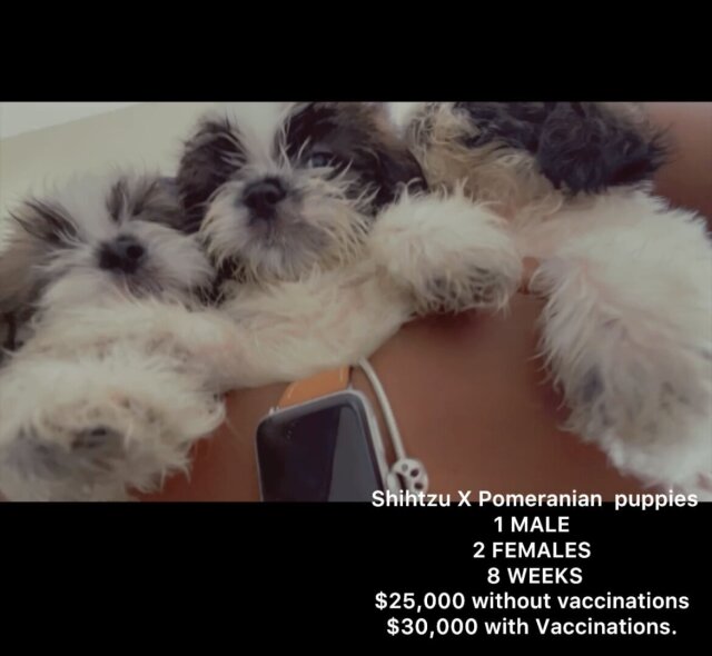 2 Shitzu Puppies For Sale 8 Weeks Old