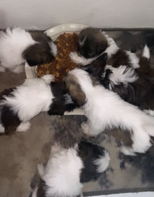 2 Shitzu Puppies For Sale 8 Weeks Old