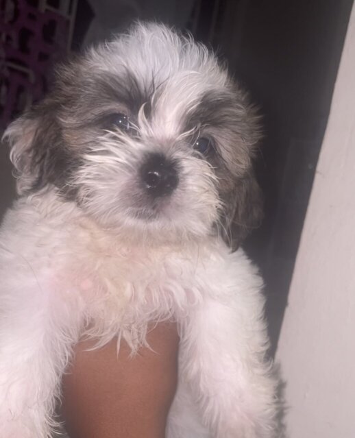 2 Shitzu Puppies For Sale 8 Weeks Old