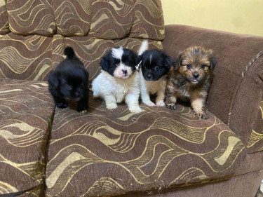 Shih Tzu/pam .... Pups For Sale. All Vacs Too