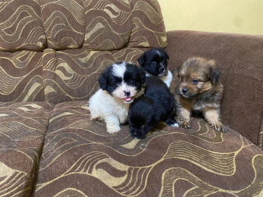 Shih Tzu/pam .... Pups For Sale. All Vacs Too