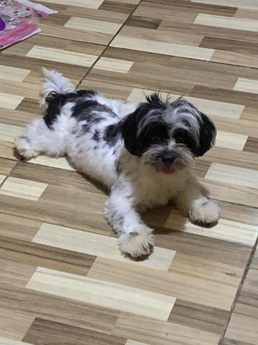 Shih Tzu/pam .... Pups For Sale. All Vacs Too