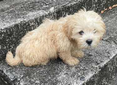 Shih-Tzu 