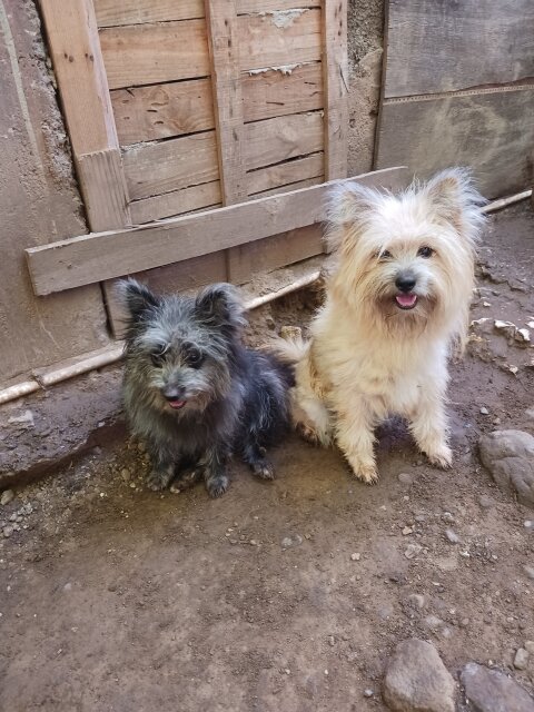 11 Months Old Females Pomeranian Shihtzu