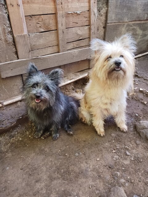 11 Months Old Females Pomeranian Shihtzu