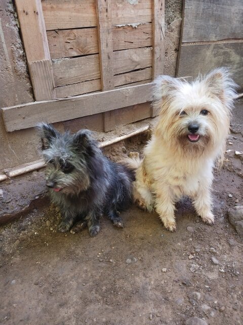 11 Months Old Females Pomeranian Shihtzu