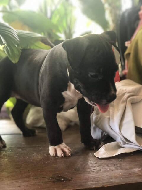 American Bully Pup Available Female 6weeks Old