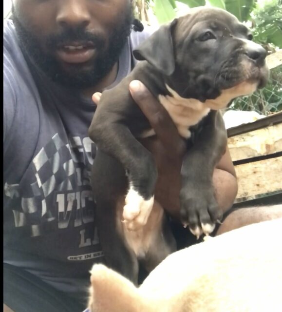 American Bully Pup Available Female 6weeks Old