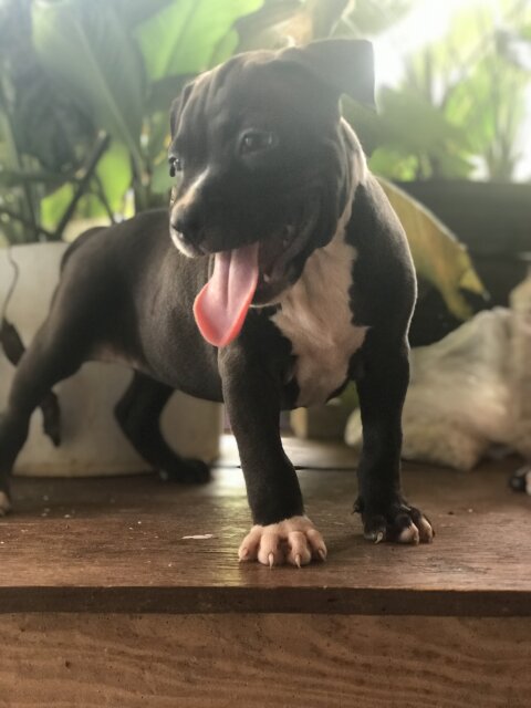 American Bully Pup Available Female 6weeks Old