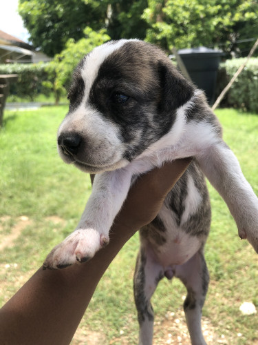  PITBULL BULLY PUPPY FOR SALE