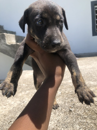 PITBULL BULLY MIX PUPPY FOR SALE FEMALE