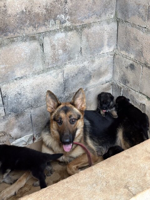 Full Breed German Shepherd Puppies